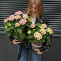 Гортензия в стеклянном кашпо с натуральной щепой