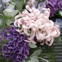 Авторский букет с хризантемой "Кудри" и насыщенной гортензией