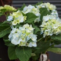 Гортензия нежно-голубая в стеклянном кашпо с натуральной щепой