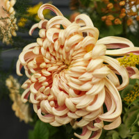 Авторский букет с молюцеллой, хризантемой и гортензией