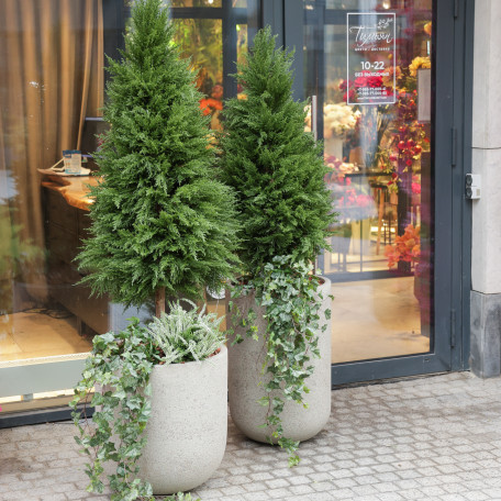 Сет из двух туй в высоких разноуровневых бетонных кашпо