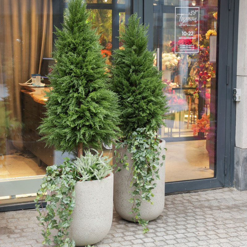 Сет из двух туй в высоких разноуровневых бетонных кашпо