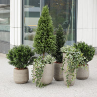 Сет из 6 композиций в разноуровневых бетонных кашпо