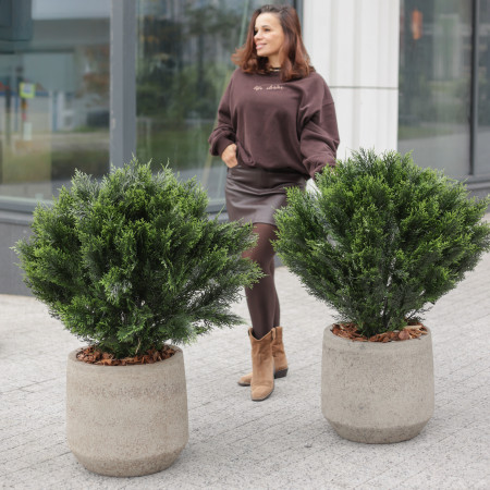 Сет из 2 композиций с круглыми туями с декоративной щепой в бетонных кашпо