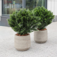 Сет из 2 композиций с круглыми туями с декоративной щепой в бетонных кашпо