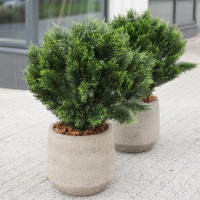 Сет из 2 композиций с круглыми туями с декоративной щепой в бетонных кашпо