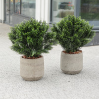 Сет из 2 композиций с круглыми туями с декоративной щепой в бетонных кашпо