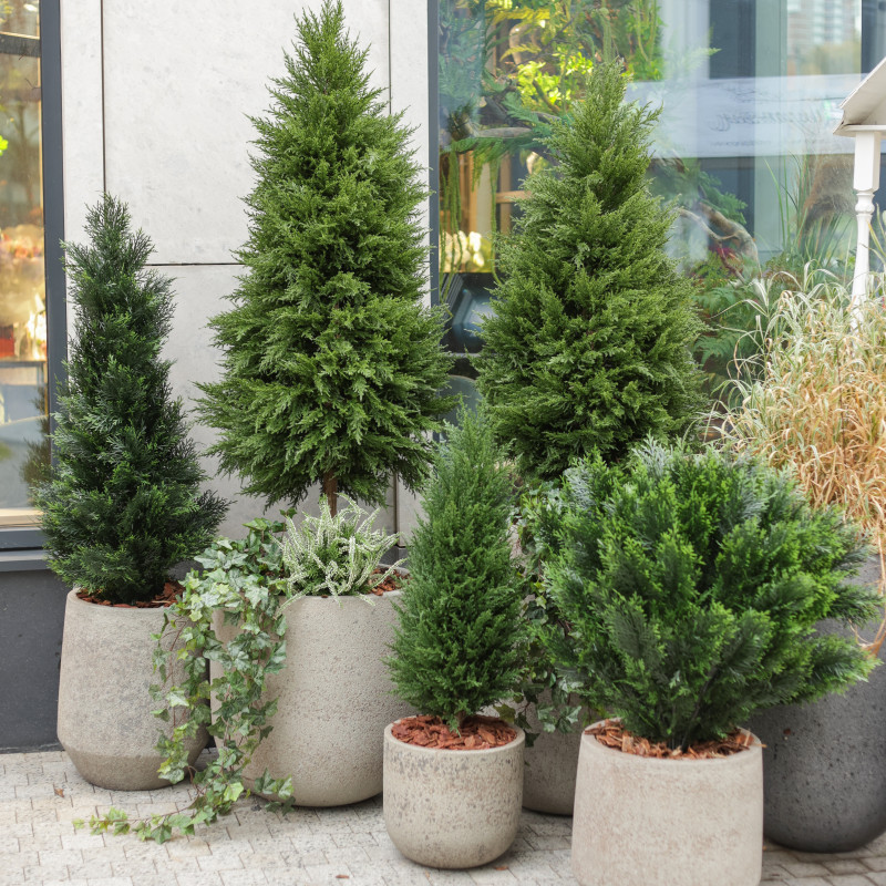 Сет из 5 композиций в бетонных разноуровневых кашпо с туями и декоративной зеленью