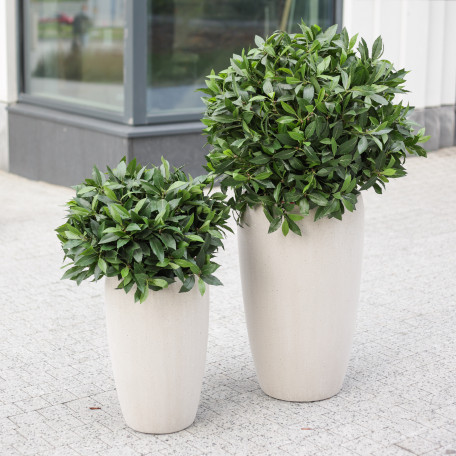 Сет из 2 композиций в высоких белых бетонных кашпо