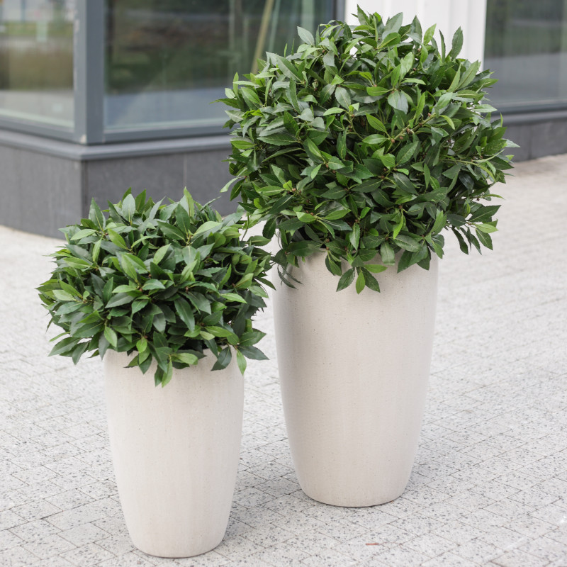 Сет из 2 композиций в высоких белых бетонных кашпо