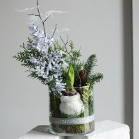 Зимняя композиция с луковичным амариллисом в стекле