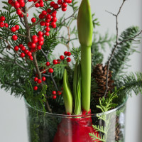 Зимняя композиция с луковичным амариллисом в стекле (красный)