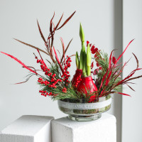 Зимняя композиция в прозрачной стеклянной низкой вазе с двумя луковичными амариллисами