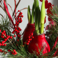 Зимняя композиция в прозрачной стеклянной низкой вазе с двумя луковичными амариллисами