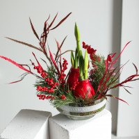 Зимняя композиция в прозрачной стеклянной низкой вазе с двумя луковичными амариллисами