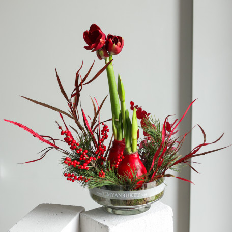 Зимняя композиция в прозрачной стеклянной низкой вазе с двумя луковичными амариллисами