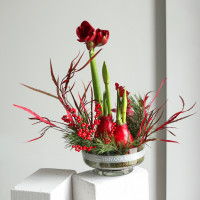 Зимняя композиция в прозрачной стеклянной низкой вазе с двумя луковичными амариллисами