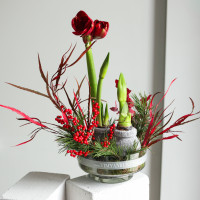 Зимняя композиция в прозрачной стеклянной низкой вазе с двумя луковичными амариллисами