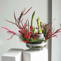 Зимняя композиция в прозрачной стеклянной низкой вазе с двумя луковичными амариллисами