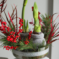 Зимняя композиция в прозрачной стеклянной низкой вазе с двумя луковичными амариллисами