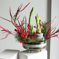 Зимняя композиция в прозрачной стеклянной низкой вазе с двумя луковичными амариллисами