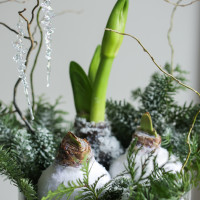 Зимняя композиция с тремя луковичными амариллисами