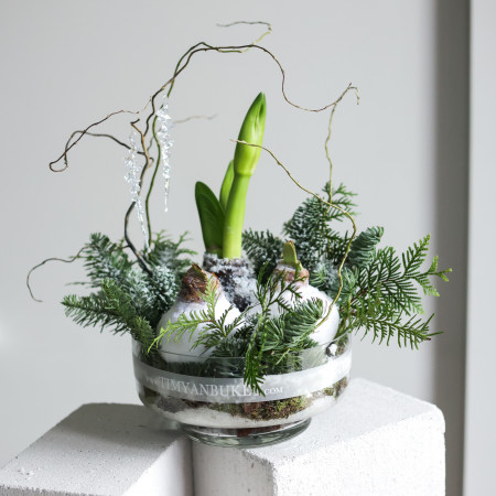 Зимняя композиция с тремя луковичными амариллисами