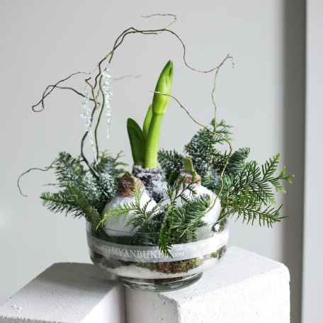 Зимняя композиция с тремя луковичными амариллисами