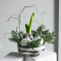 Зимняя композиция с тремя луковичными амариллисами