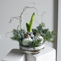 Зимняя композиция с тремя луковичными амариллисами