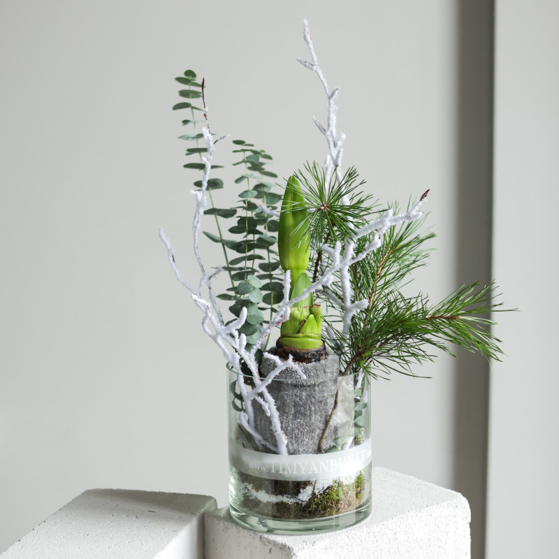 Амариллис (в асс.) в стеклянном цилиндре с хвоей