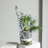 Амариллис (в асс.) в стеклянном цилиндре с хвоей