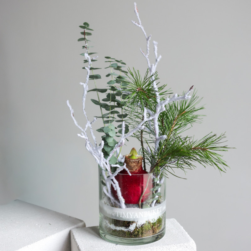 Амариллис (в асс.) в стеклянном цилиндре с хвоей