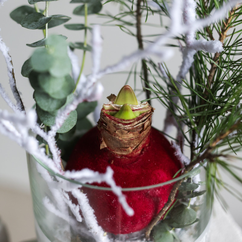 Амариллис (в асс.) в стеклянном цилиндре с хвоей