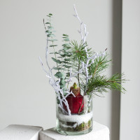 Амариллис (в асс.) в стеклянном цилиндре с хвоей