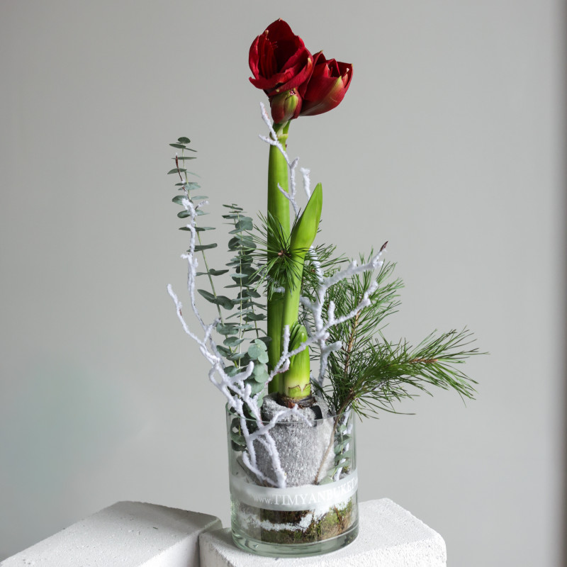 Амариллис (в асс.) в стеклянном цилиндре с хвоей