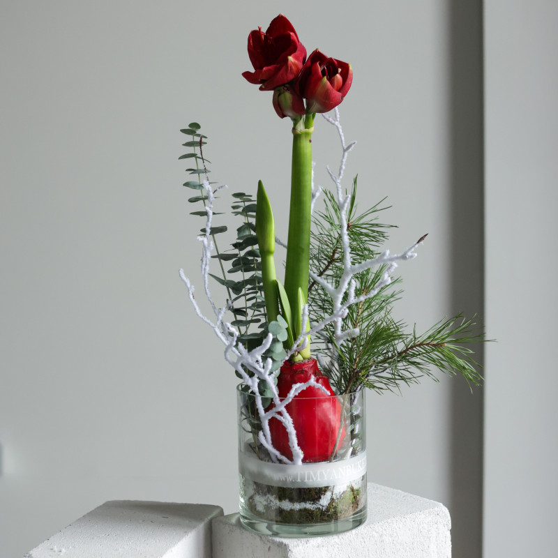 Амариллис (в асс.) в стеклянном цилиндре с хвоей