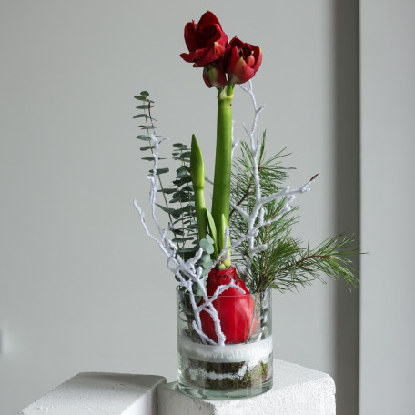 Амариллис (в асс.) в стеклянном цилиндре с хвоей