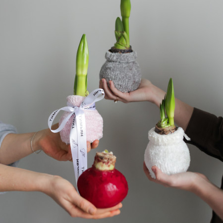 Луковичный амариллис в ассортименте – заказ от 2-х штук