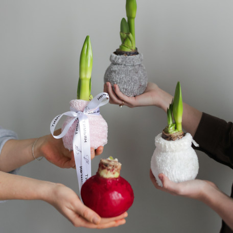 Луковичный амариллис в ассортименте – заказ от 2-х штук