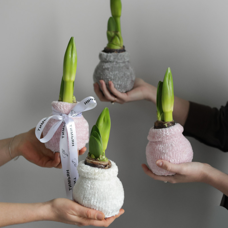 Луковичный амариллис в ассортименте – заказ от 2-х штук