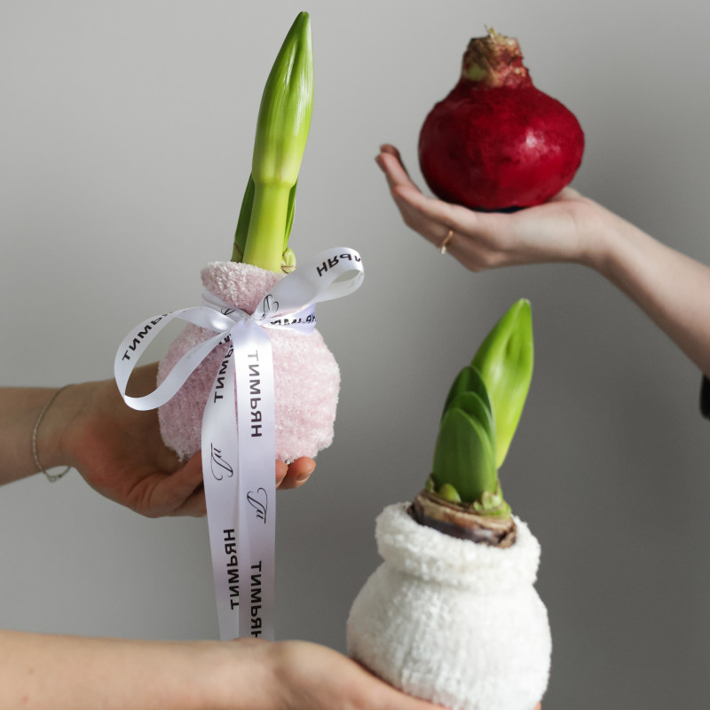 Луковичный амариллис в ассортименте – заказ от 2-х штук