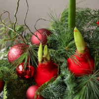 Зимняя композиция на металлическом подносе с амариллисами