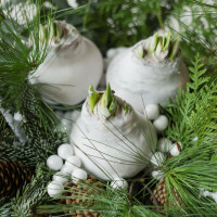 Зимняя композиция на подносе с тремя луковичными амариллисами в белом воске