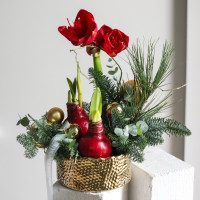 Зимняя композиция в золотом кашпо с амариллисами