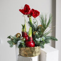 Зимняя композиция в золотом кашпо с амариллисами