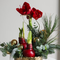 Зимняя композиция в золотом кашпо с амариллисами