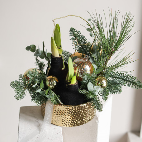 Стильная композиция в золотом кашпо с амариллисами в чёрном воске