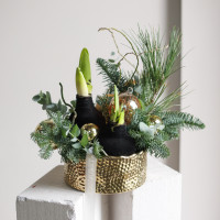 Стильная композиция в золотом кашпо с амариллисами в чёрном воске