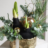 Стильная композиция в золотом кашпо с амариллисами в чёрном воске